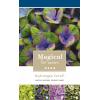 Hydrangea Macrophylla "Magical Coral Blue"® boerenhortensia