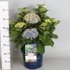 Hydrangea Macrophylla "Magical Coral Blue"® boerenhortensia