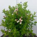 Weigela Florida Pink Princess