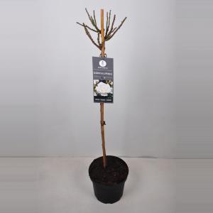 Rozen op stam Kristal Perle - Stam 90 cm - 1 stuks