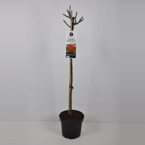 Rozen op stam Ingrid Bergman - Op stam 90 cm - 1 stuks