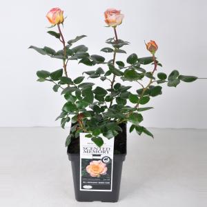 Rozenstruik Scented Memory - C5 - 1 stuks