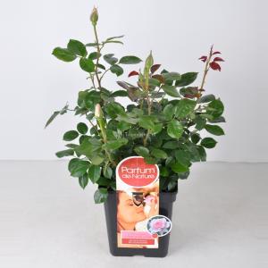 Rozenstruik Parfum de Nature A Whiter Shade of Pale - C5 - 1 stuks