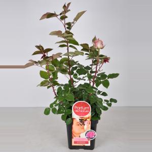 Rozenstruik Parfum de Nature Beverly - C5 - 1 stuks