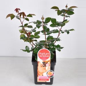 Rozenstruik Parfum de Nature Scented Memory - C5 - 1 stuks