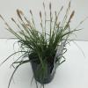 Zegge (Carex oshimensis "Everlime") siergras