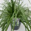 Zegge (Carex oshimensis "Everlime") siergras