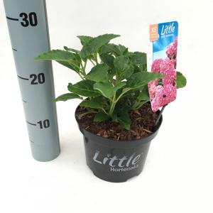 Hydrangea Macrophylla "XS Little Pink" boerenhortensia