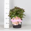 Hydrangea Macrophylla Classic® "Adula Pink"® boerenhortensia