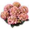 Hydrangea Macrophylla Classic® "Adula Pink"® boerenhortensia