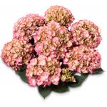 Hydrangea Macrophylla Classic® "Adula Pink"® boerenhortensia