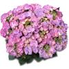 Hydrangea Macrophylla Classic® "Tiffany Blue"® schermhortensia