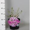 Hydrangea Macrophylla Classic® "Tiffany Blue"® schermhortensia