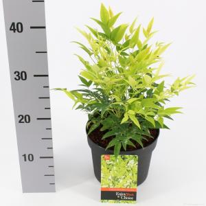 Hemelse bamboe (Nandina domestica “Lemon and Lime”®) heester