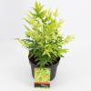 Hemelse bamboe (Nandina domestica “Lemon and Lime”®) heester