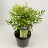 Hemelse bamboe (Nandina domestica “Lemon and Lime”®) heester