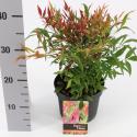 Hemelse bamboe (Nandina domestica “Tuscan Flame”®) heester