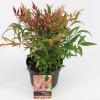 Hemelse bamboe (Nandina domestica “Tuscan Flame”®) heester