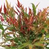 Hemelse bamboe (Nandina domestica “Tuscan Flame”®) heester