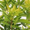 Rotsheide (Pieris Japonica “Brouwers Beauty”) heester