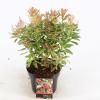 Rotsheide (Pieris Japonica “Ralto” PBR) heester