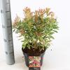 Rotsheide (Pieris Japonica “Ralto” PBR) heester