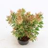 Rotsheide (Pieris Japonica “Ralto” PBR) heester