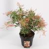 Rotsheide (Pieris Japonica “Ralto” PBR) heester