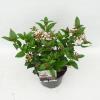 Sneeuwbal (Viburnum tinus “Lucidum”) heester