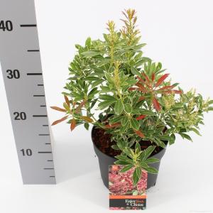 Rotsheide (Pieris Japonica “Polar Passion” PBR) heester