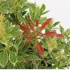 Rotsheide (Pieris Japonica “Polar Passion” PBR) heester