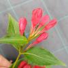 Weigela Florida All Summer Red