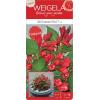 Weigela Florida All Summer Red