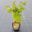 Japanse esdoorn (Acer circinatum "Burgundy Jewel") heester