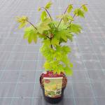Japanse esdoorn (Acer circinatum "Burgundy Jewel") heester
