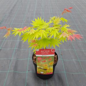 Japanse esdoorn (Acer shirasawanum 