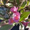 Weigela Florida Monet