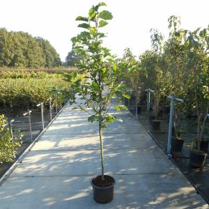 Magnolia Galaxy - 175 - 200 cm - 4 stuks