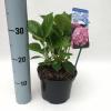 Hydrangea Macrophylla "Gertrud Glahn" boerenhortensia