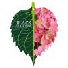 Hydrangea Macrophylla "Black Diamond® Baroque Angel Pink"® boerenhortensia