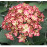 Hydrangea Macrophylla "Charming® Alice Pink"® boerenhortensia