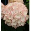 Hydrangea Macrophylla "Charming® Claire Pink"® boerenhortensia