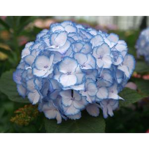 Hydrangea Macrophylla "Charming® Lisa Blue"® boerenhortensia