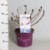 Hydrangea Macrophylla "Charming® Lisa Blue"® boerenhortensia