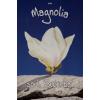 Magnolia Soulangeana Superba