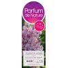 Dwergsering op stam (syringa "Sugar Plum Fairy"®) 