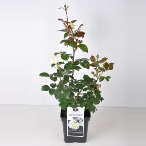 Rozenstruik Memoire - C5 - 1 stuks