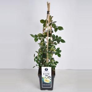Klimroos Elfe - C5 - 1 stuks