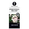 Klimroos Perennial Blush