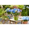 Hydrangea Macrophylla "Diva Fiore Blue"® boerenhortensia